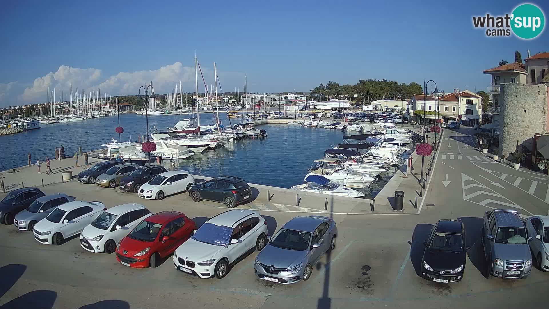Novigrad | Porporela marina