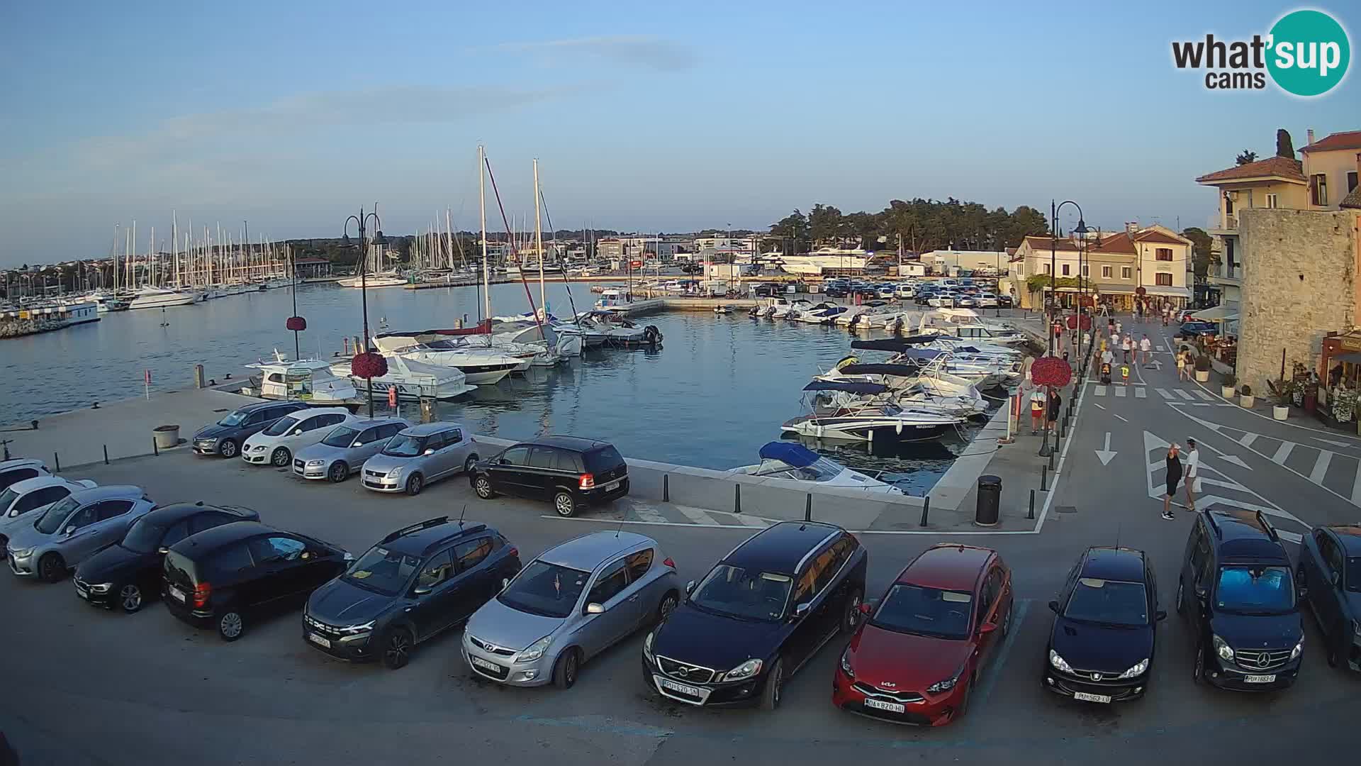 Novigrad | Porporela marina