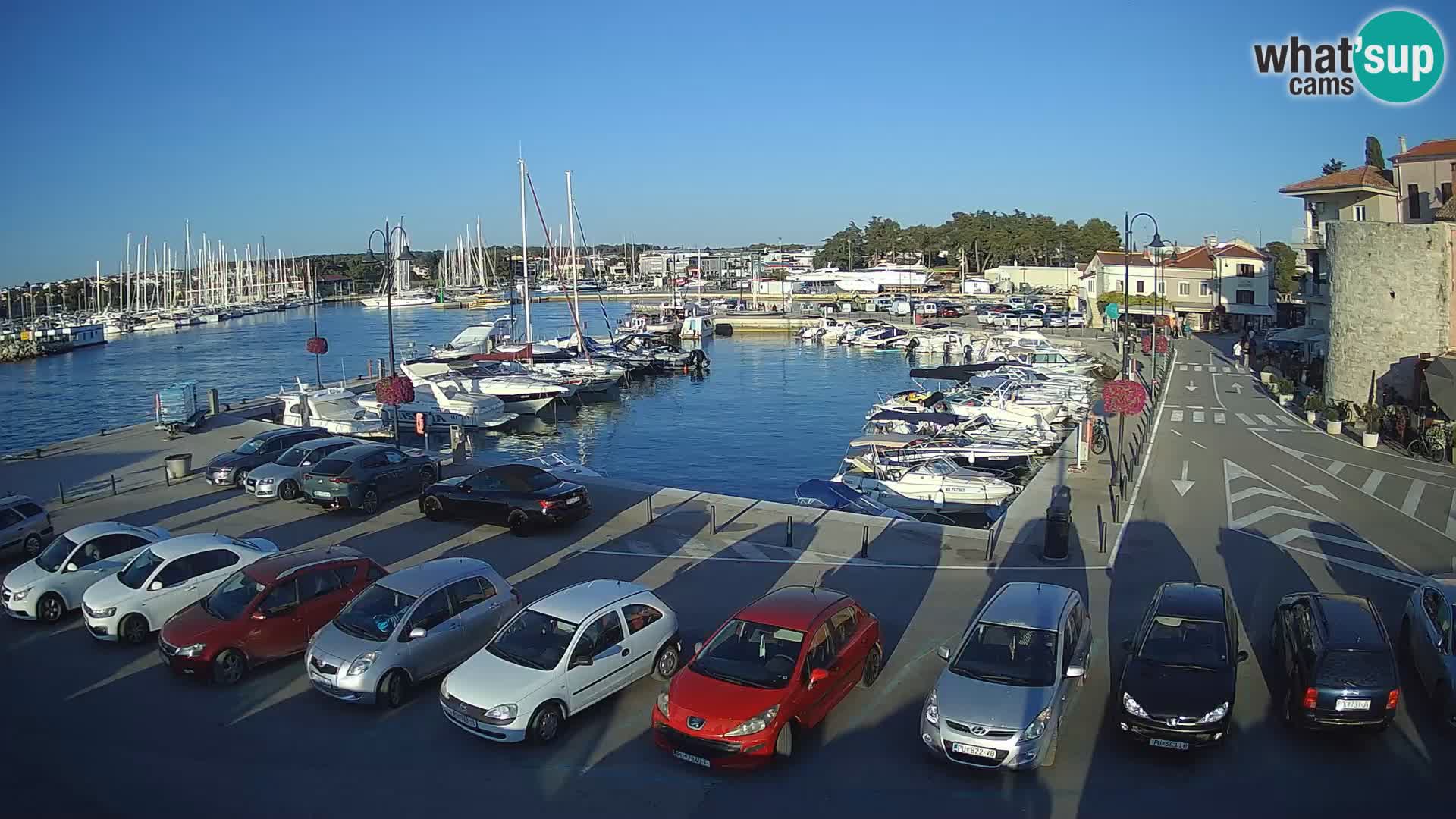 Novigrad | Porporela marina