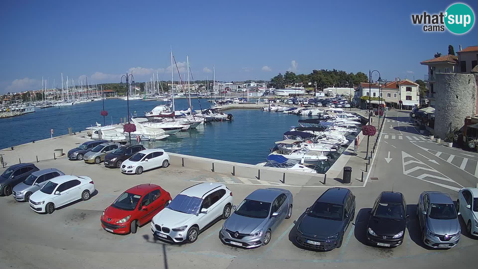 Novigrad | Porporela marina