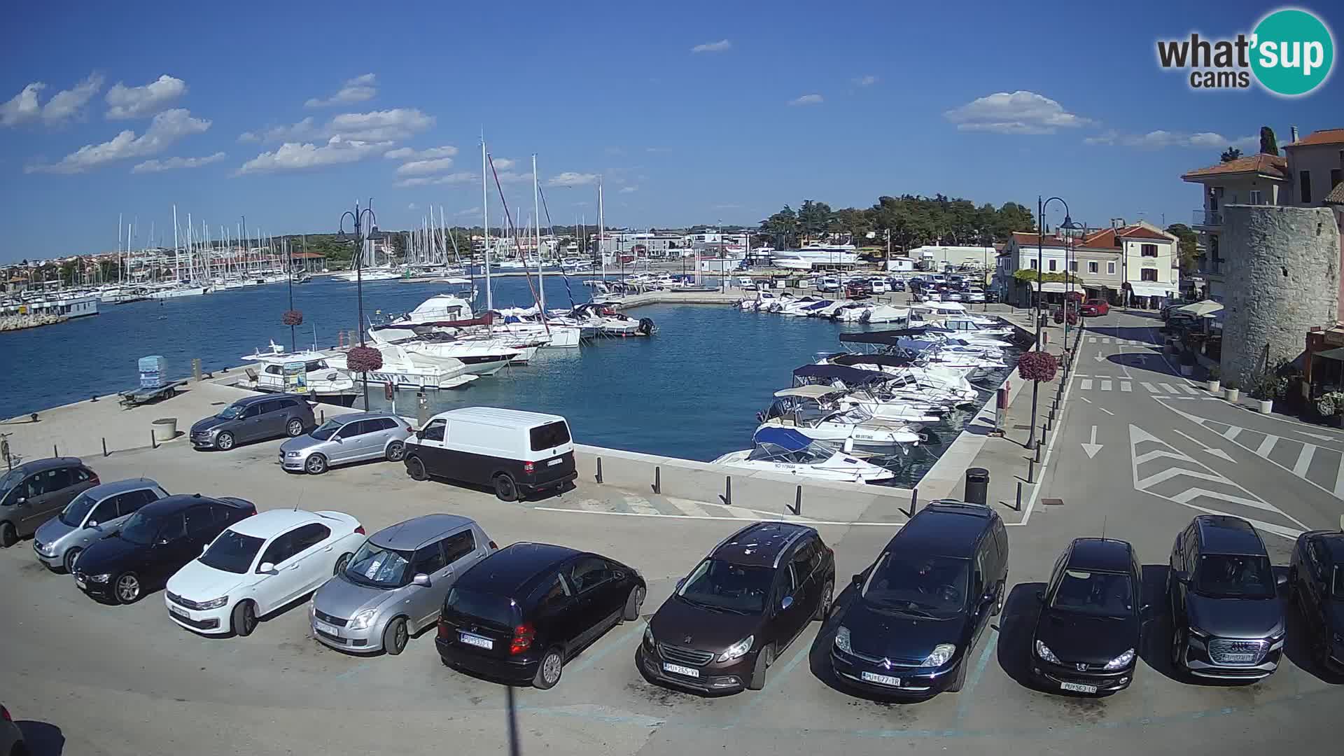 Novigrad | Porporela marina