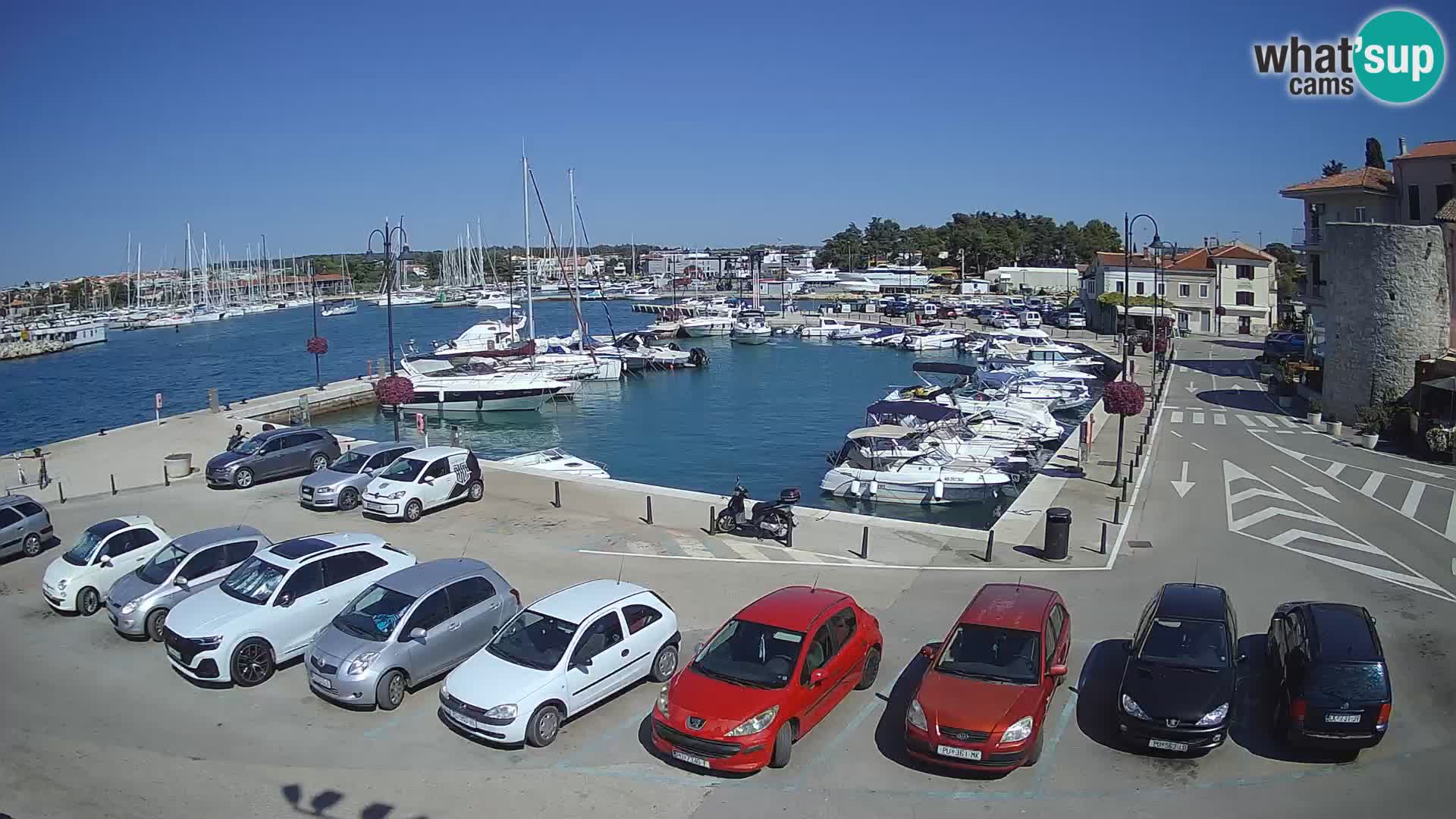 Novigrad | Porporela marina