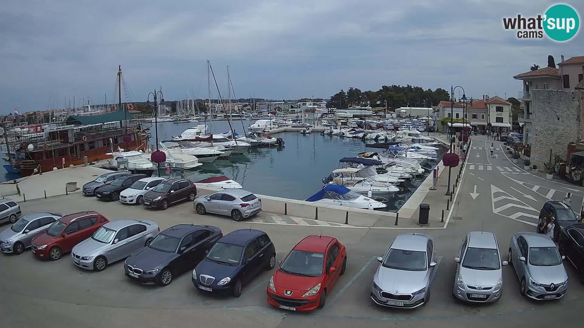 Novigrad | Porporela marina