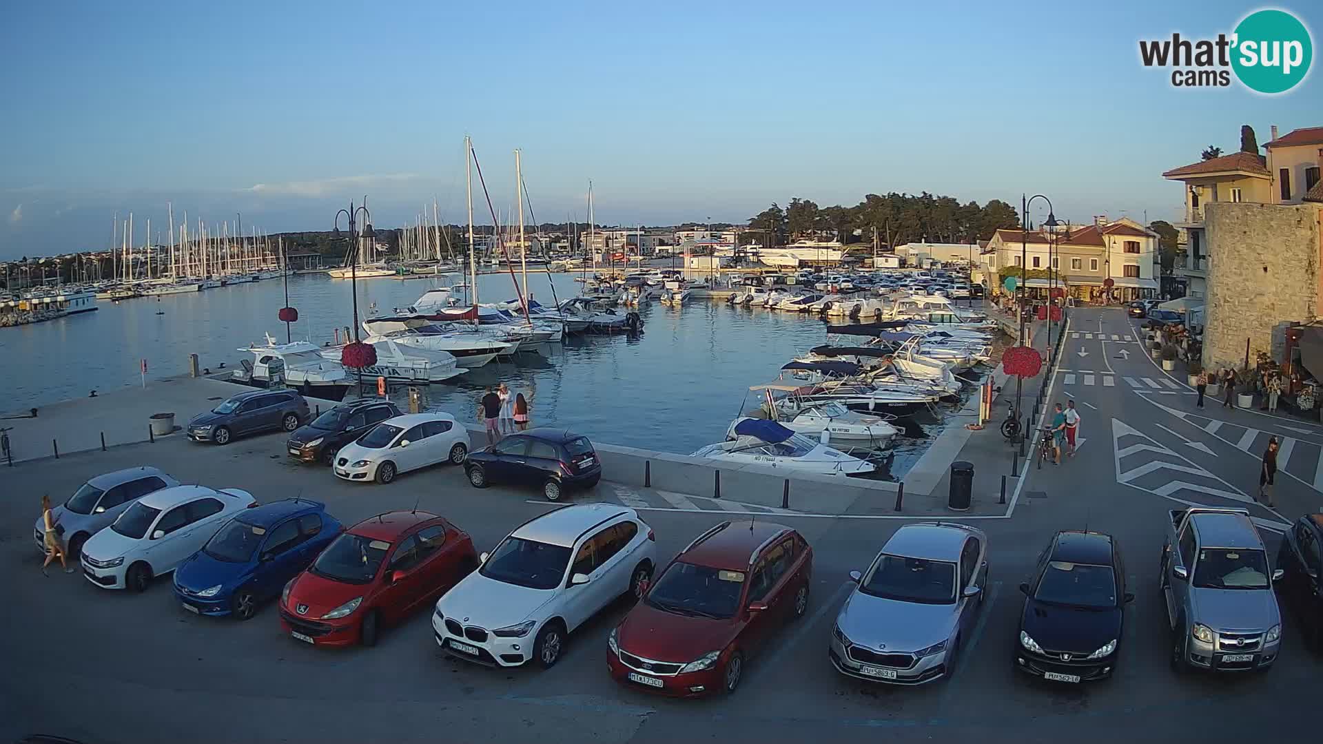Novigrad | Porporela marina