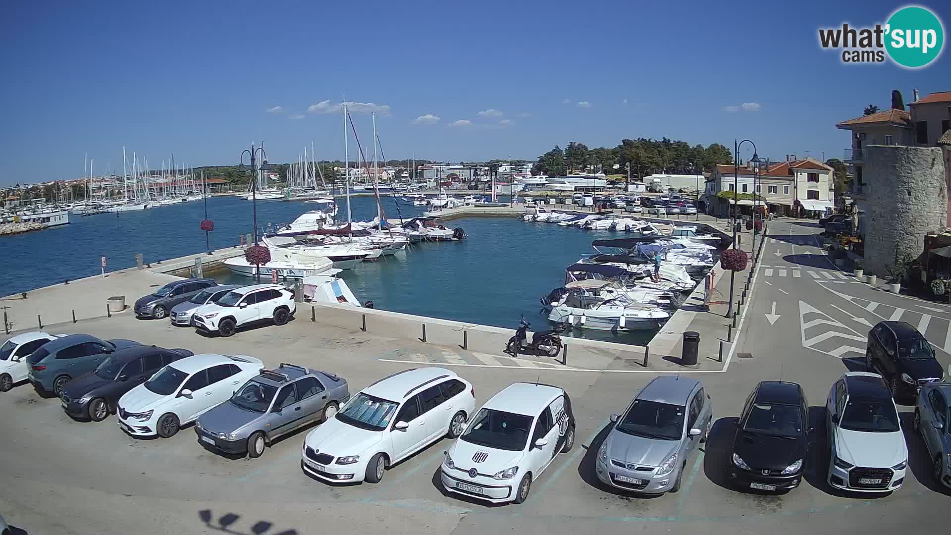 Novigrad | Porporela marina