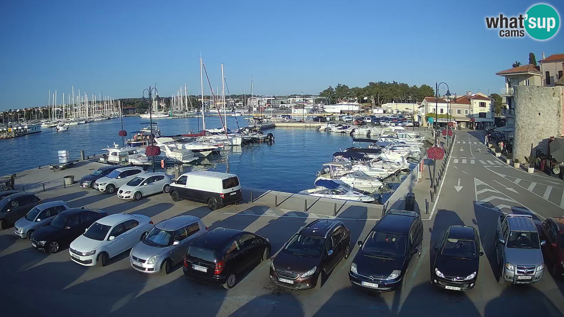 Novigrad | Porporela marina