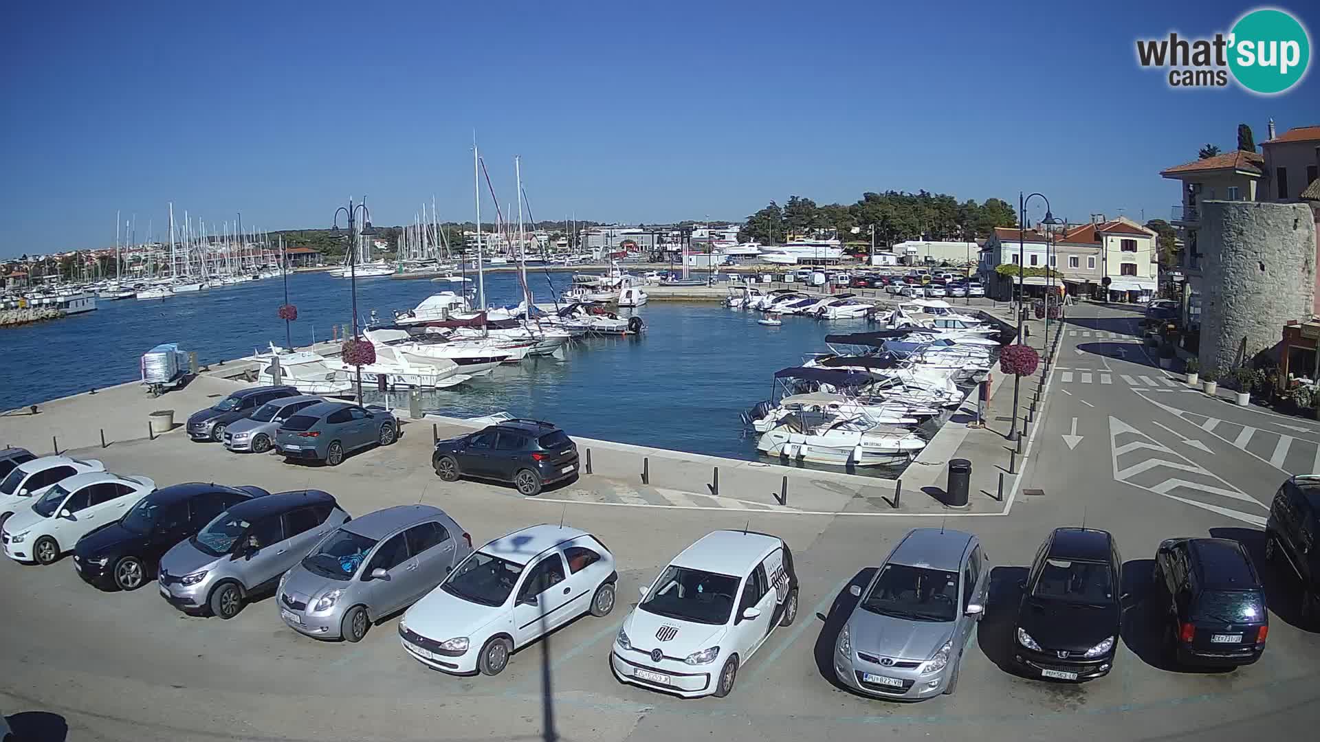 Novigrad | Porporela marina