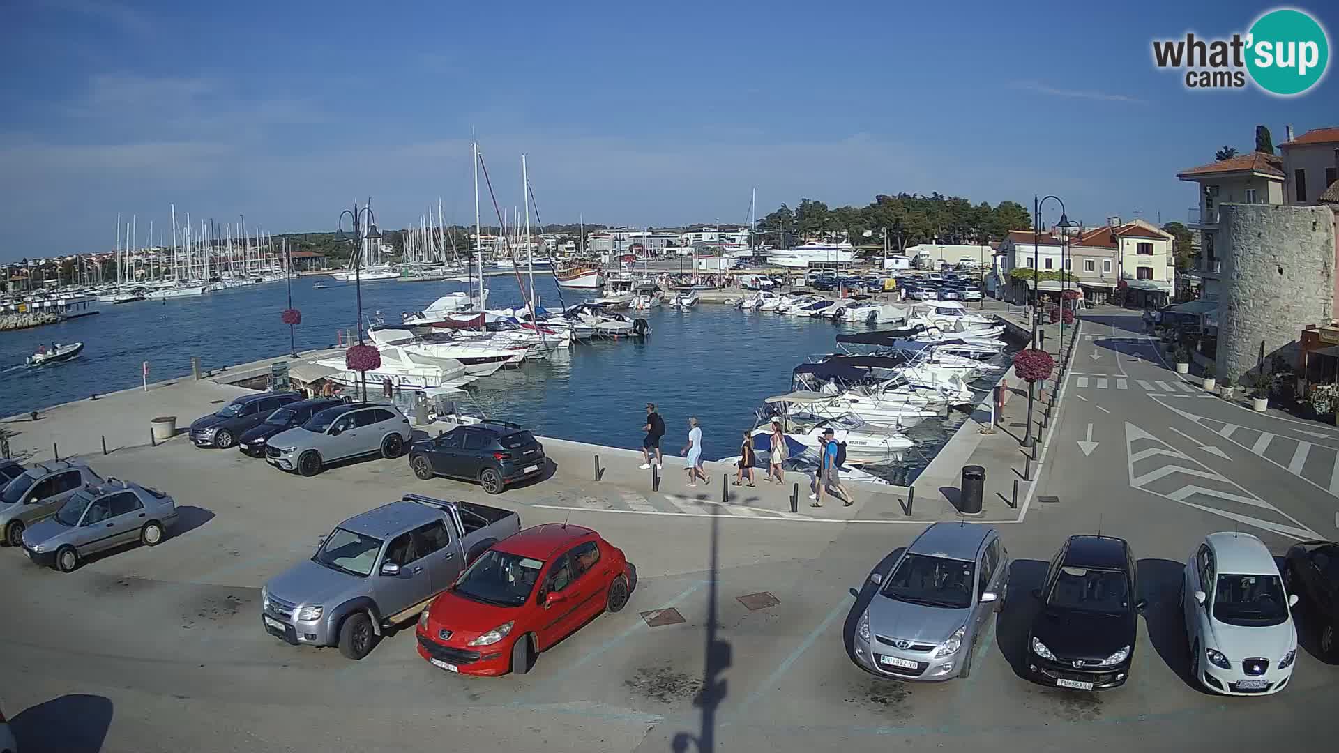Novigrad | Porporela marina