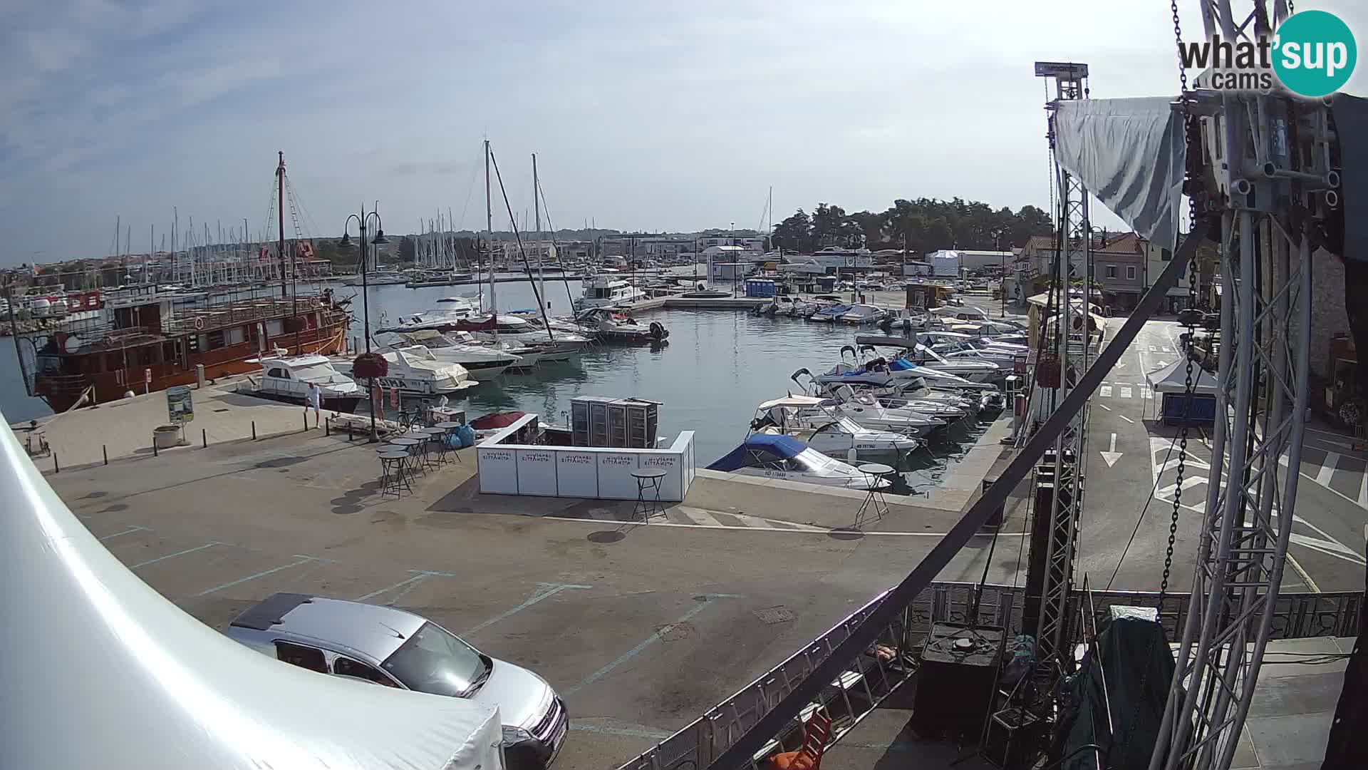 Novigrad | Porporela marina