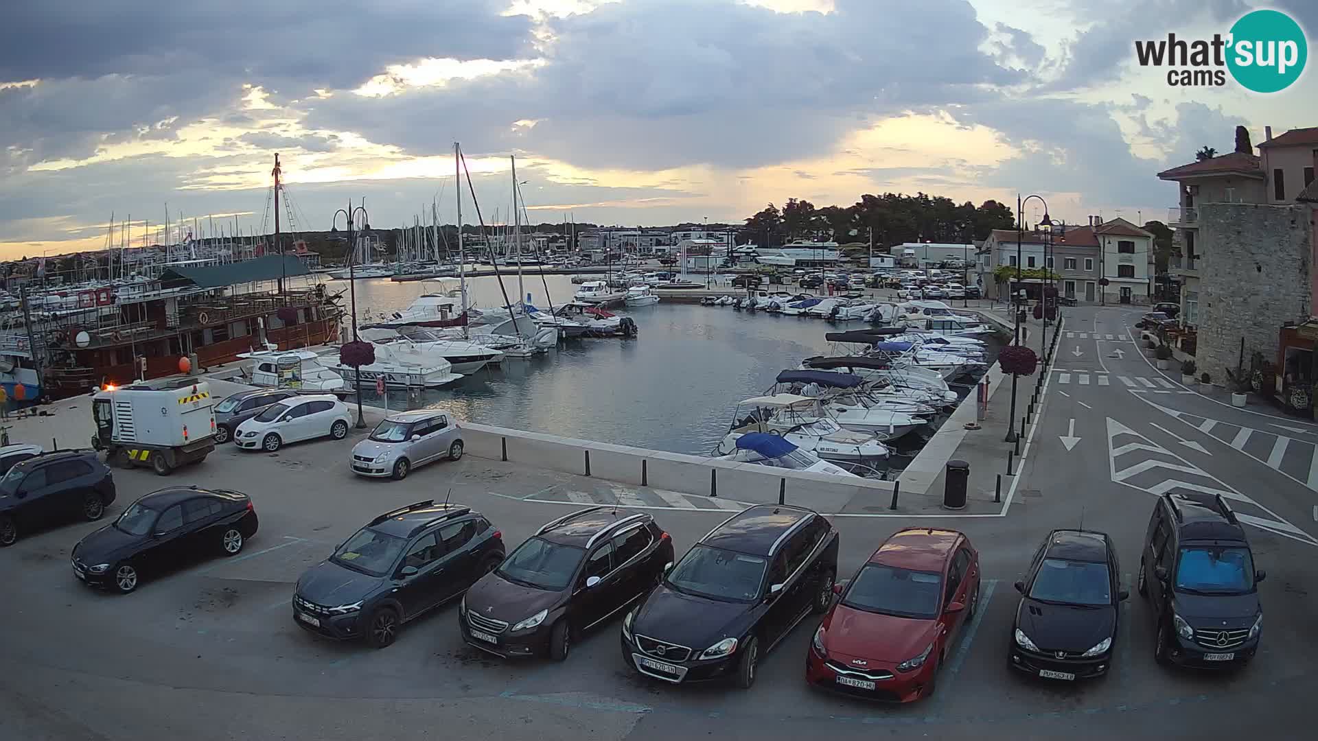 Novigrad | Porporela marina