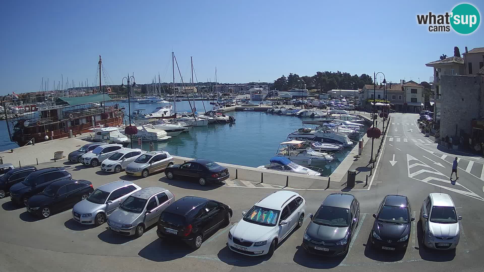 Novigrad | Porporela marina