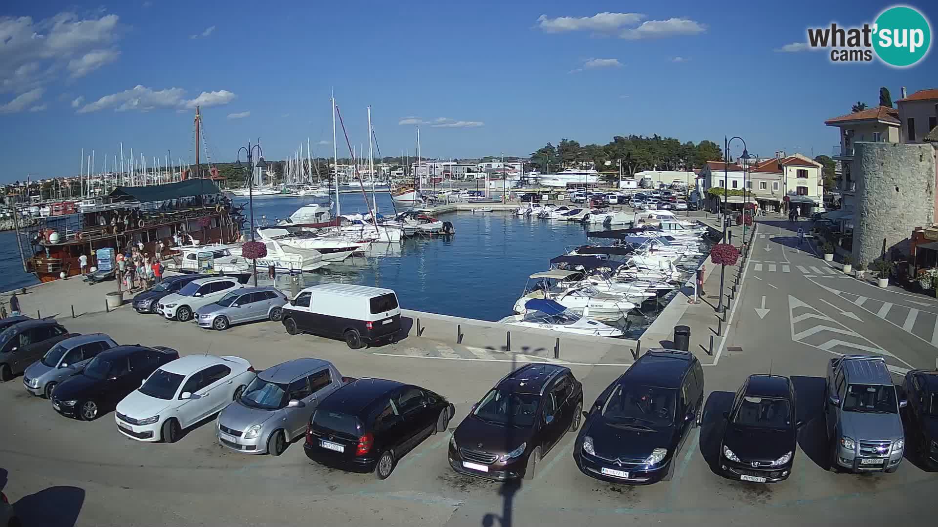 Novigrad | Porporela marina