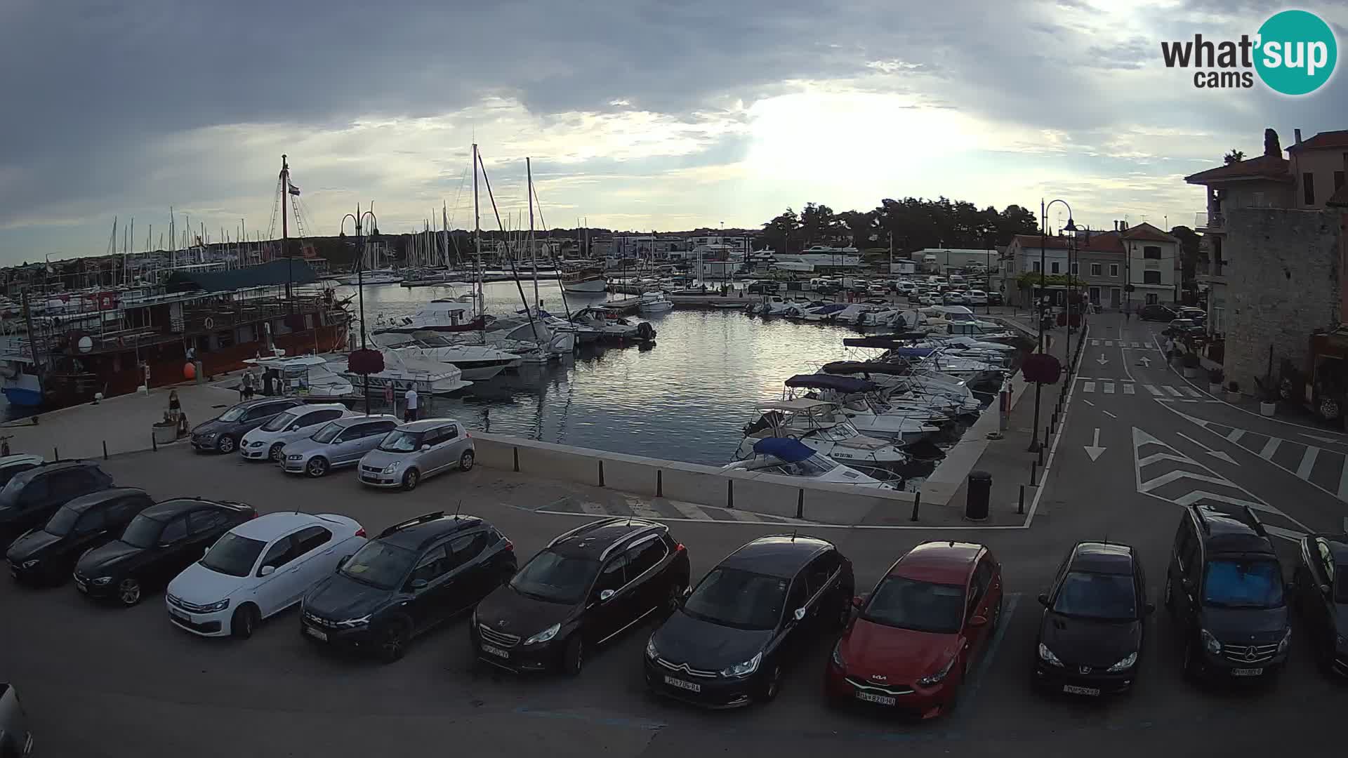 Novigrad | Porporela marina