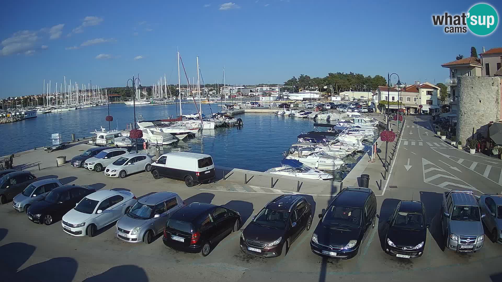 Novigrad | Porporela marina
