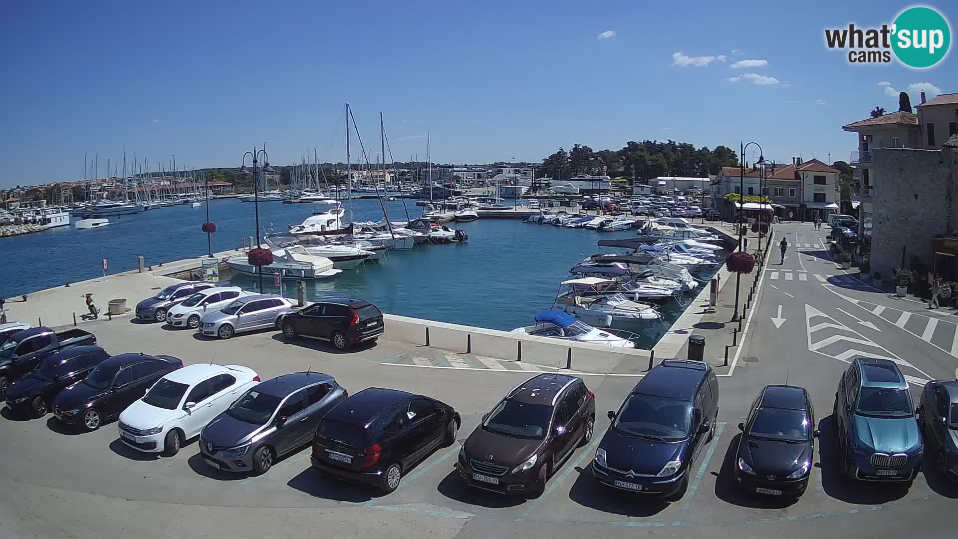 Novigrad | Porporela marina