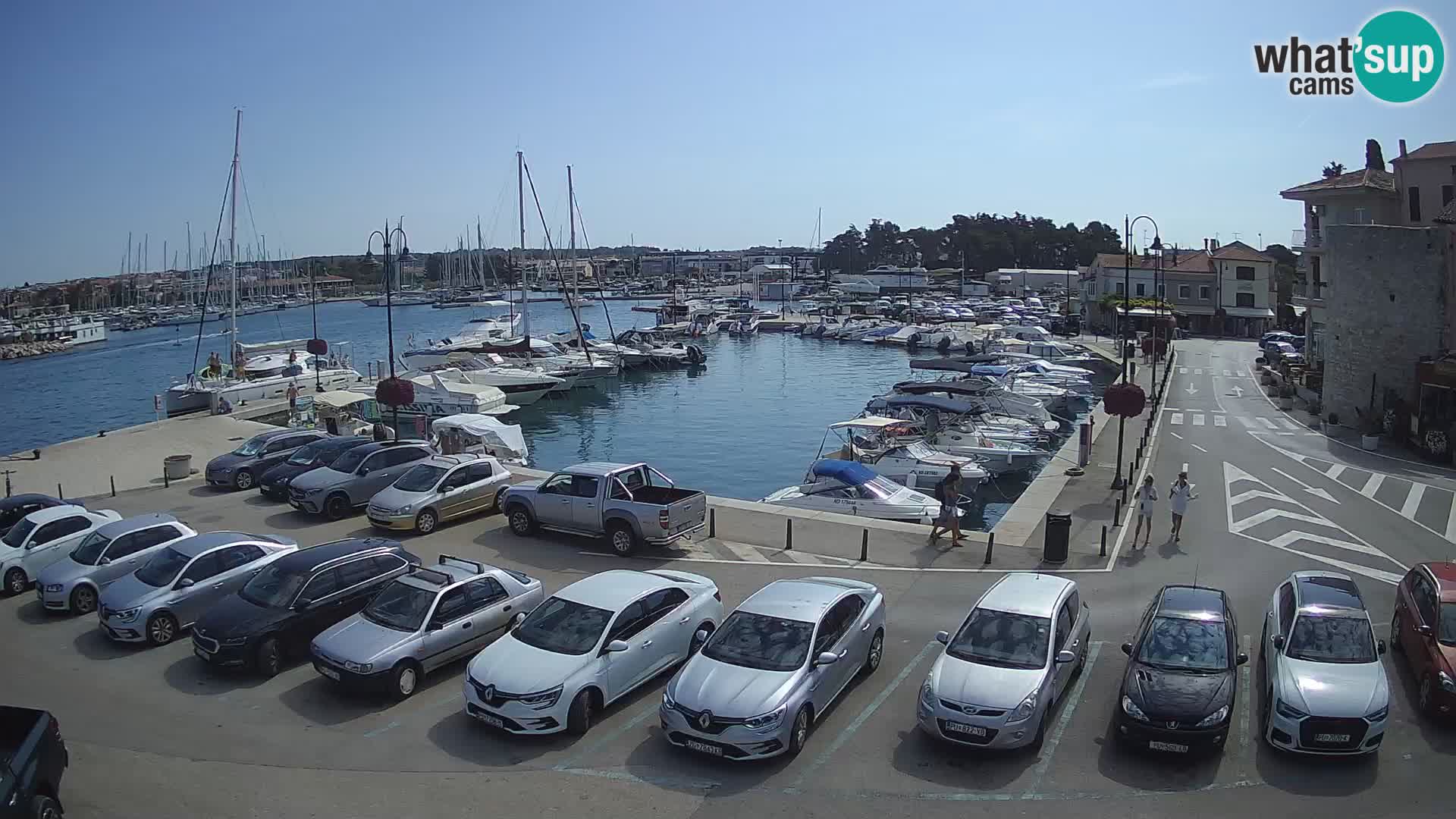 Novigrad | Porporela marina