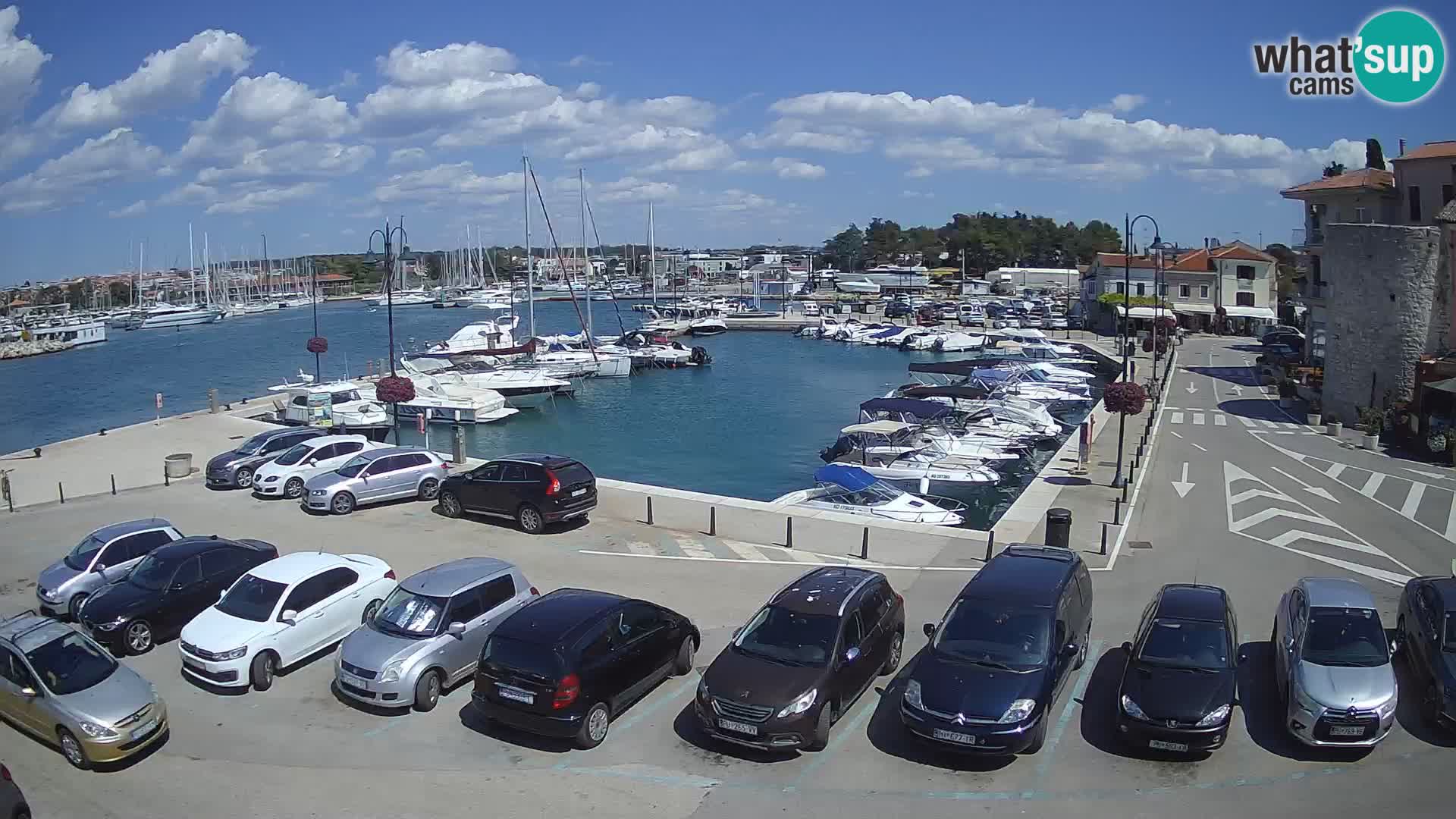 Novigrad | Porporela marina