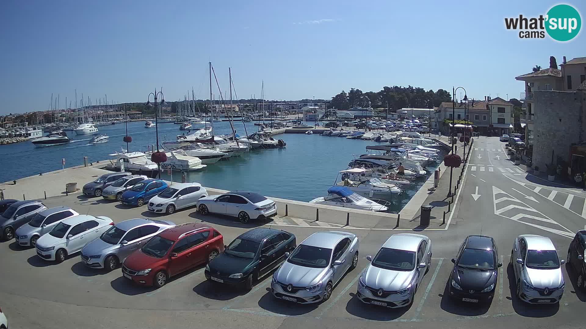 Novigrad | Porporela marina
