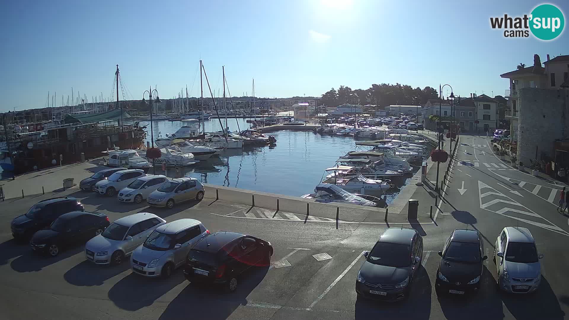 Novigrad | Porporela marina