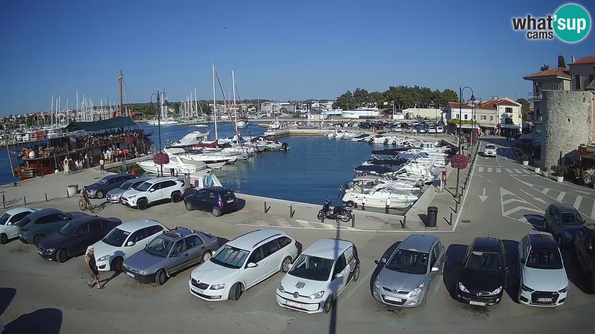 Novigrad | Porporela marina