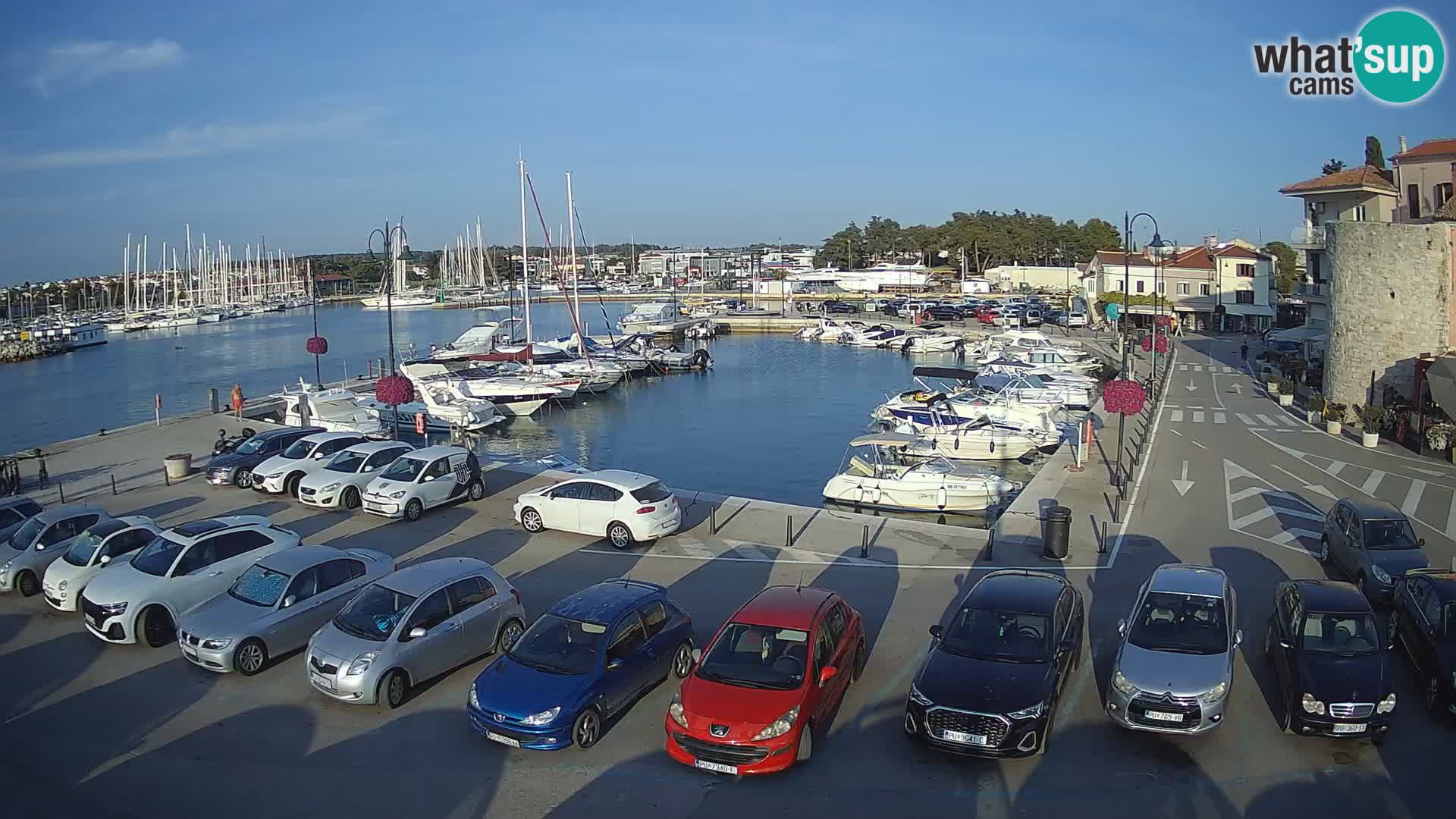 Novigrad | Porporela marina