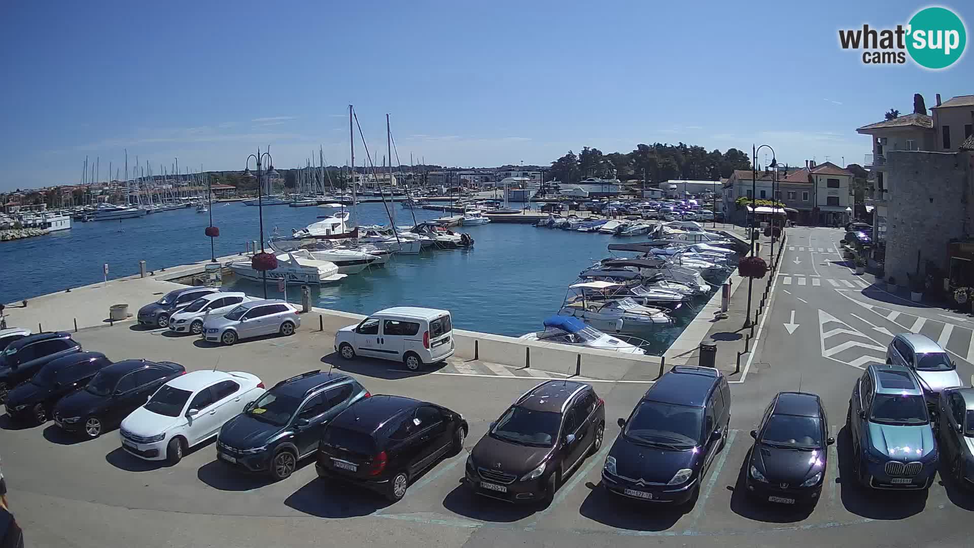 Novigrad | Porporela marina