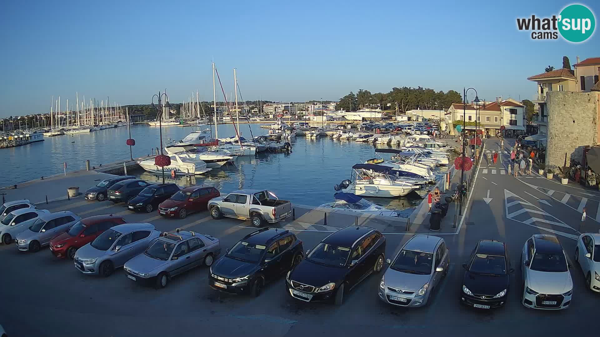 Novigrad | Porporela marina