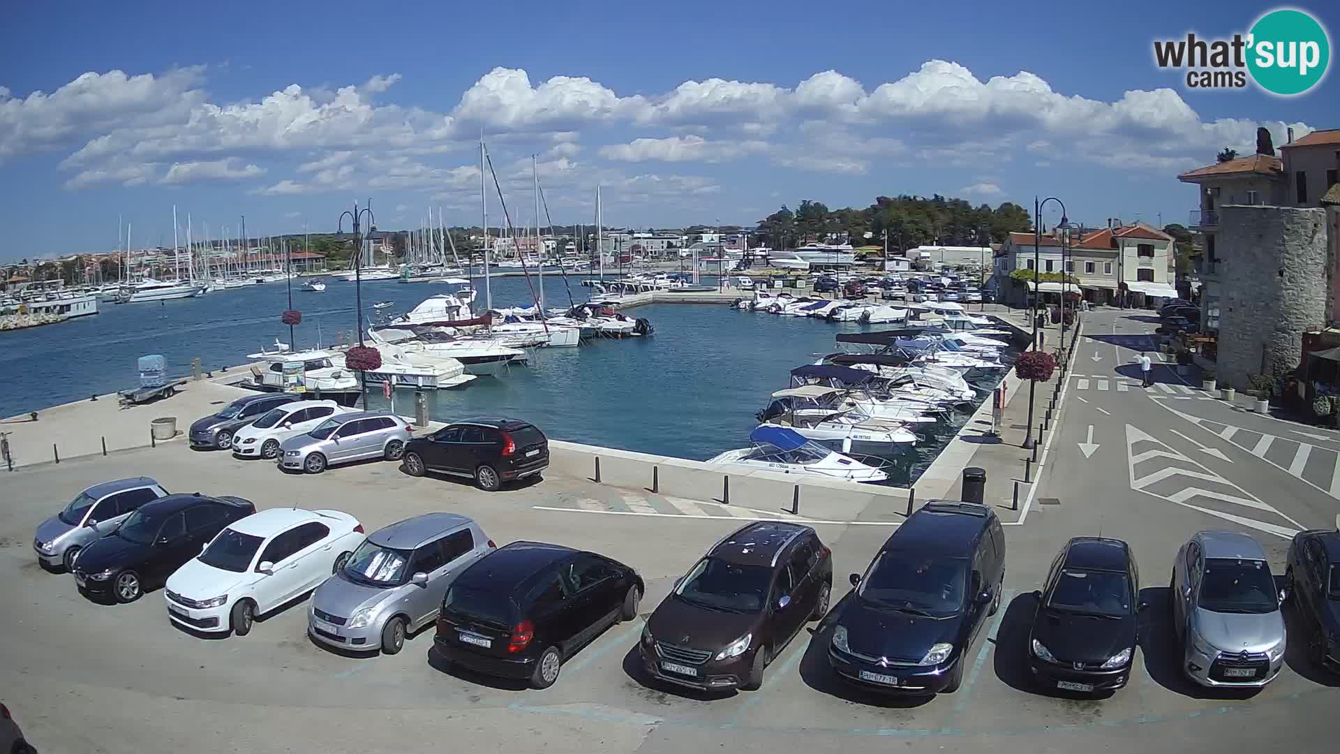 Novigrad | Porporela marina
