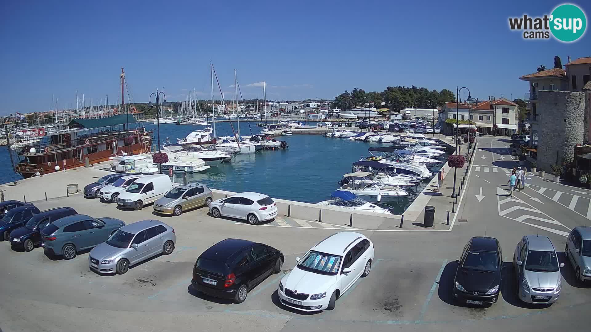 Novigrad | Porporela marina