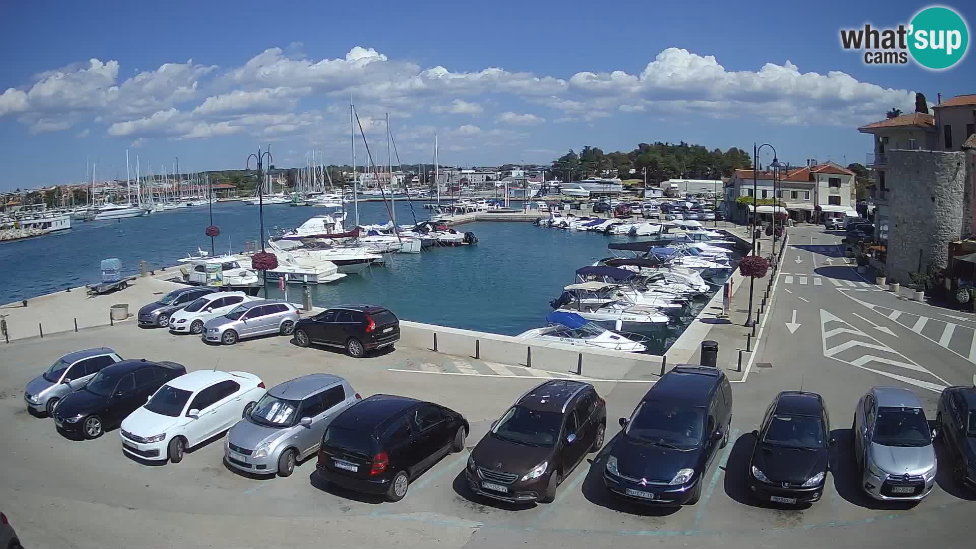 Novigrad | Porporela marina