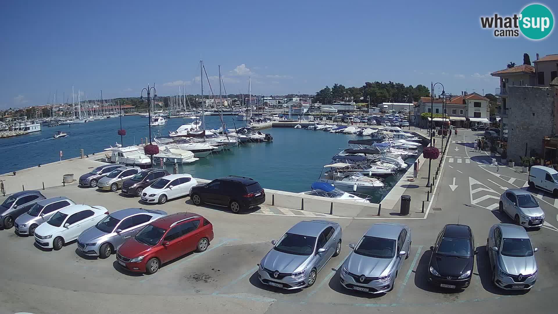 Novigrad | Porporela marina