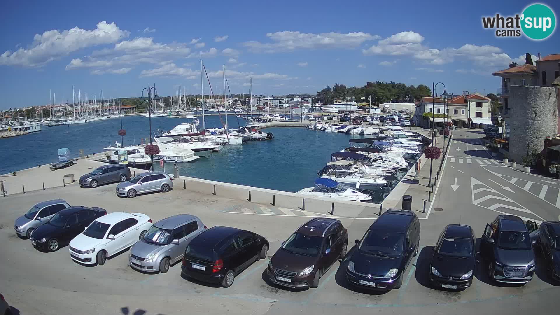 Novigrad | Porporela marina