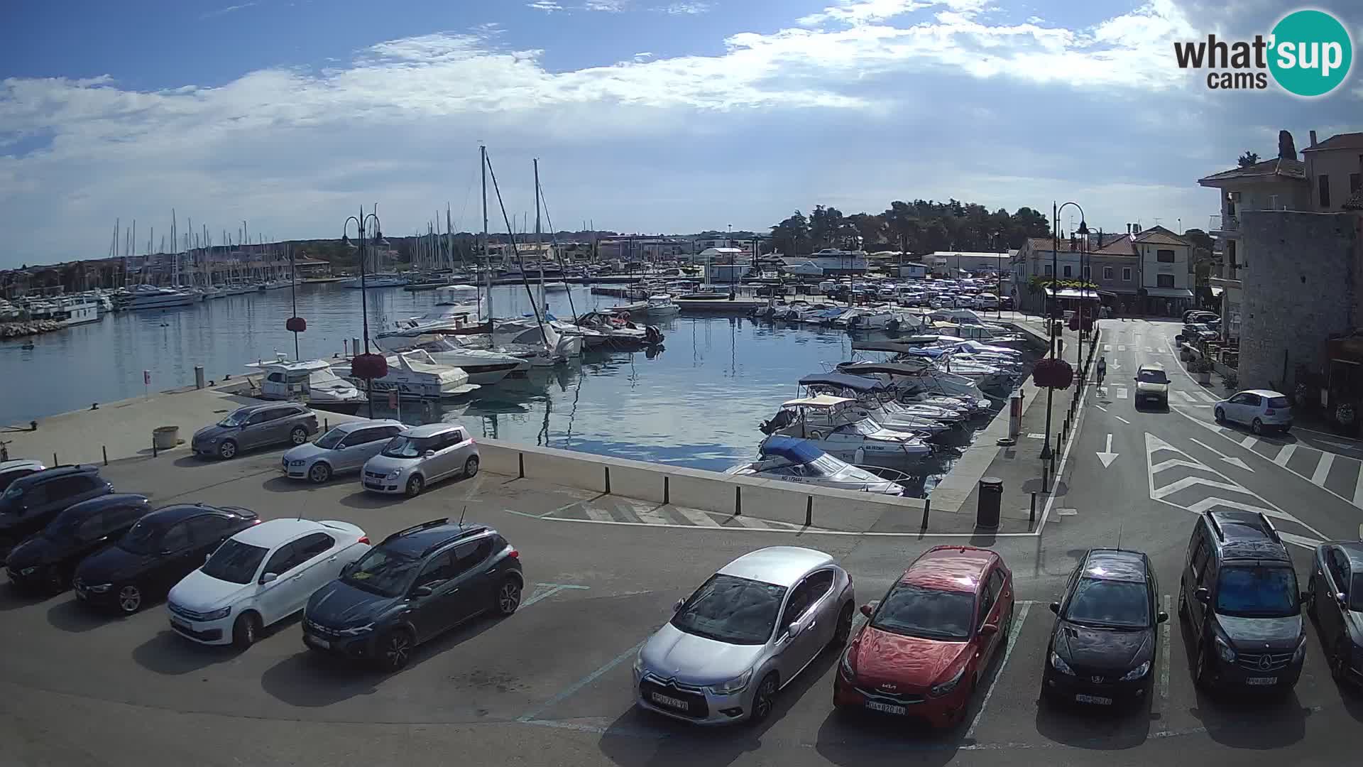 Novigrad | Porporela marina
