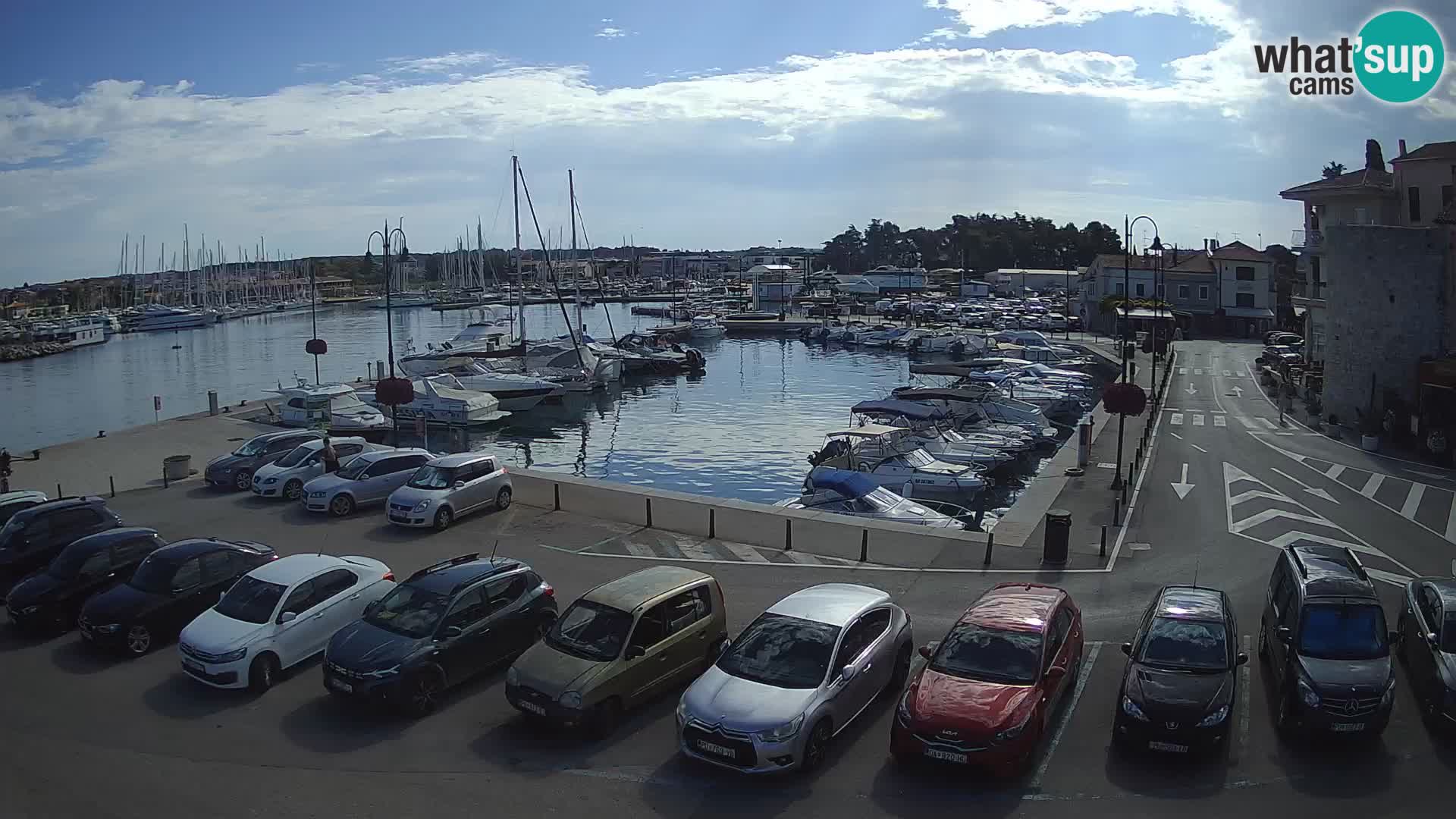Novigrad | Porporela marina
