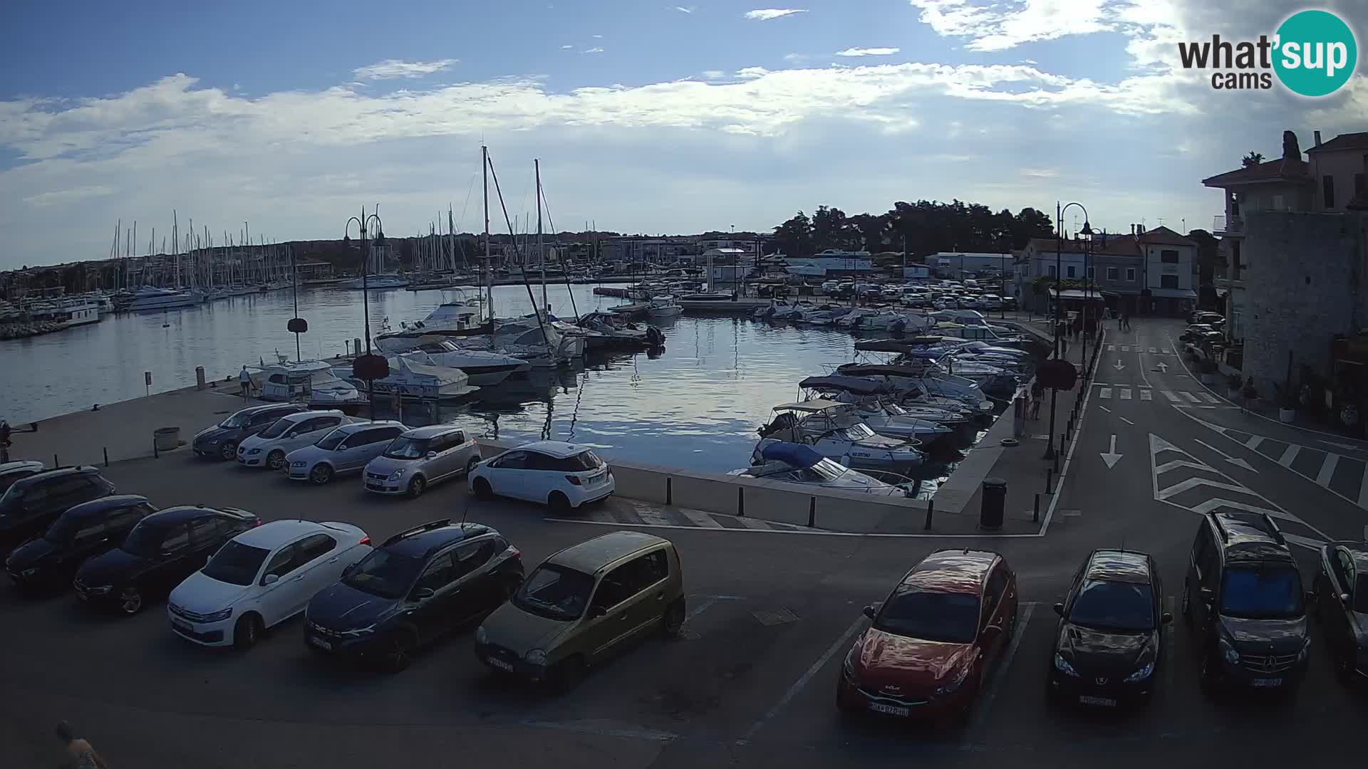 Novigrad | Porporela marina