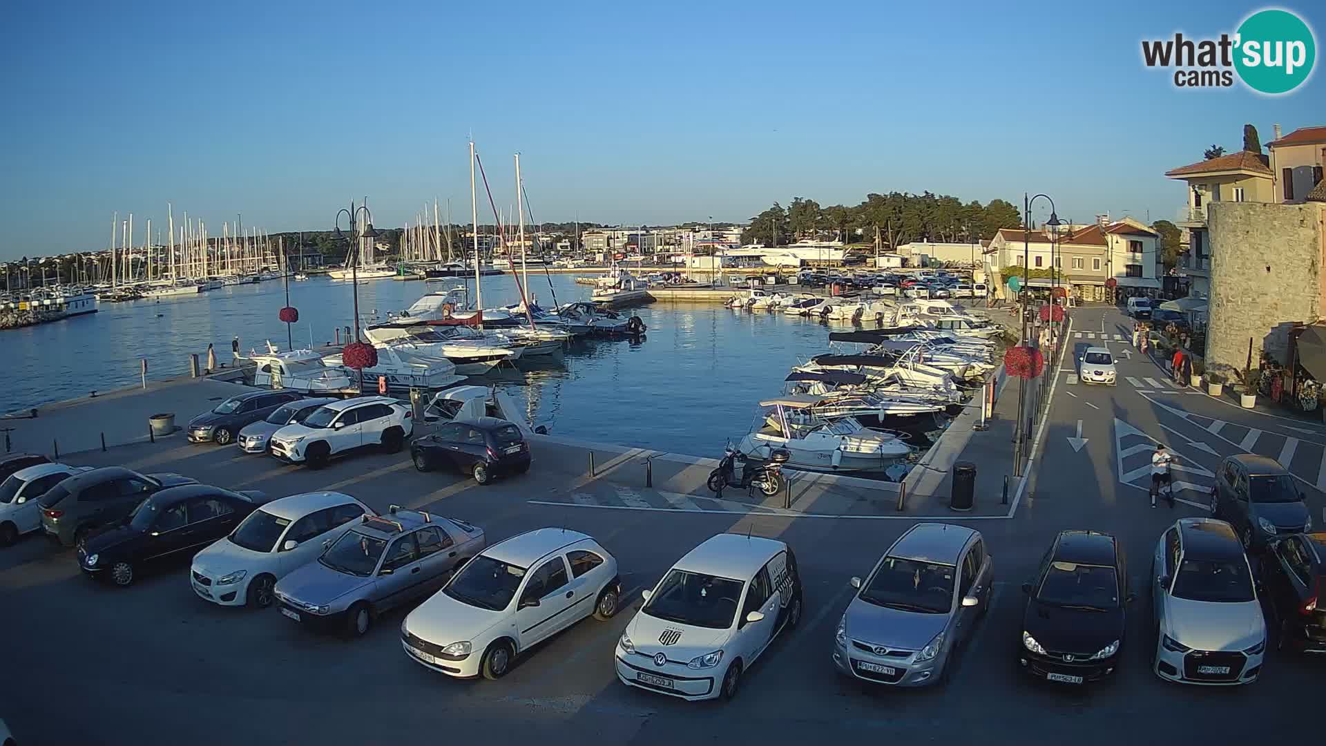 Novigrad | Porporela marina