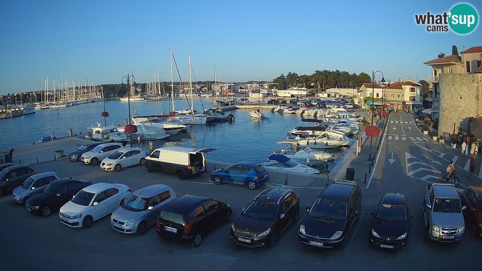 Novigrad | Porporela marina