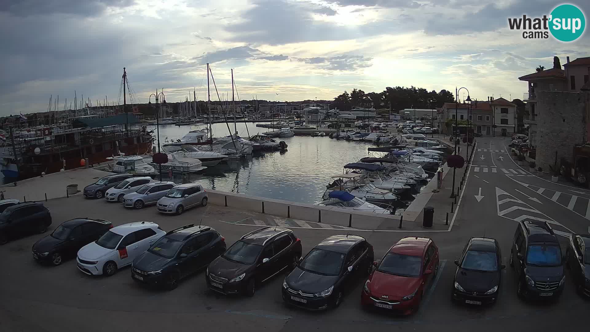 Novigrad | Porporela marina