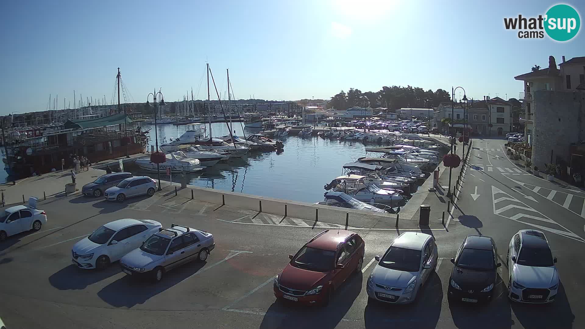 Novigrad | Porporela marina