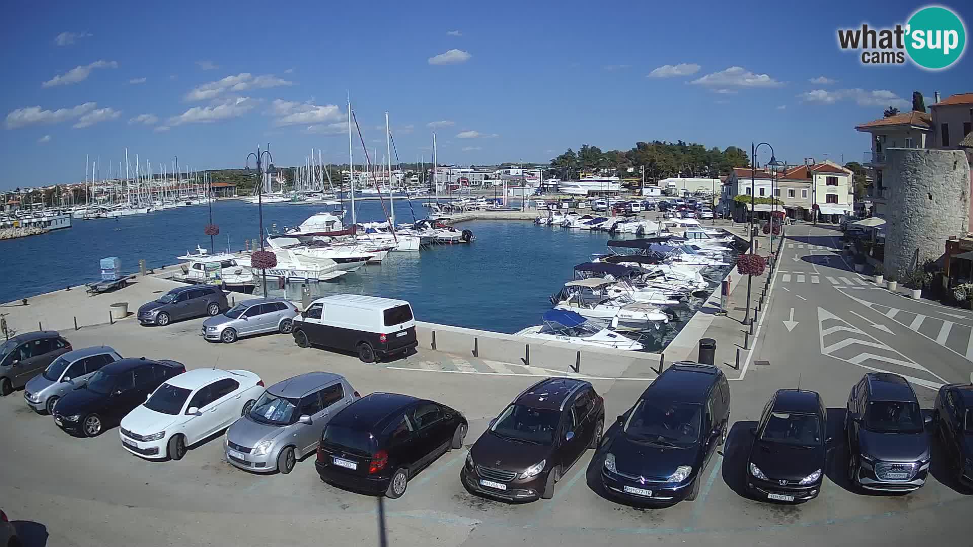 Novigrad | Porporela marina