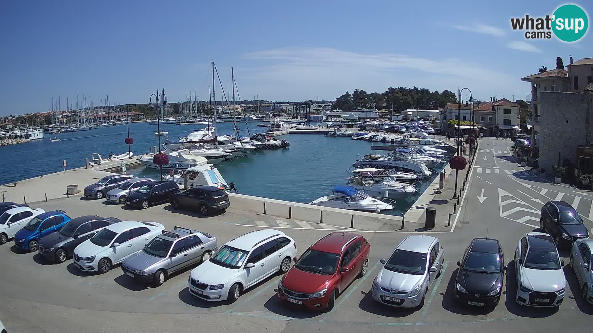 Novigrad | Porporela marina