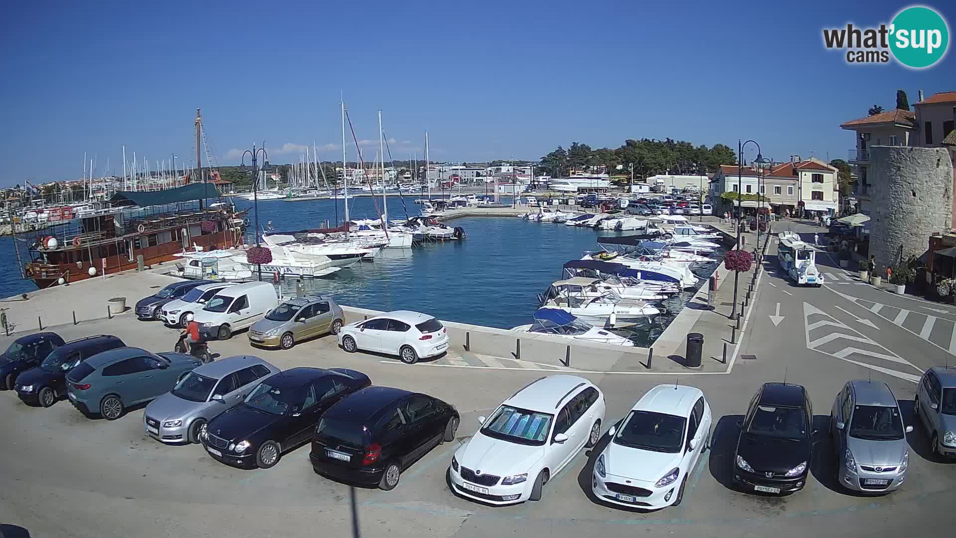 Novigrad | Porporela marina