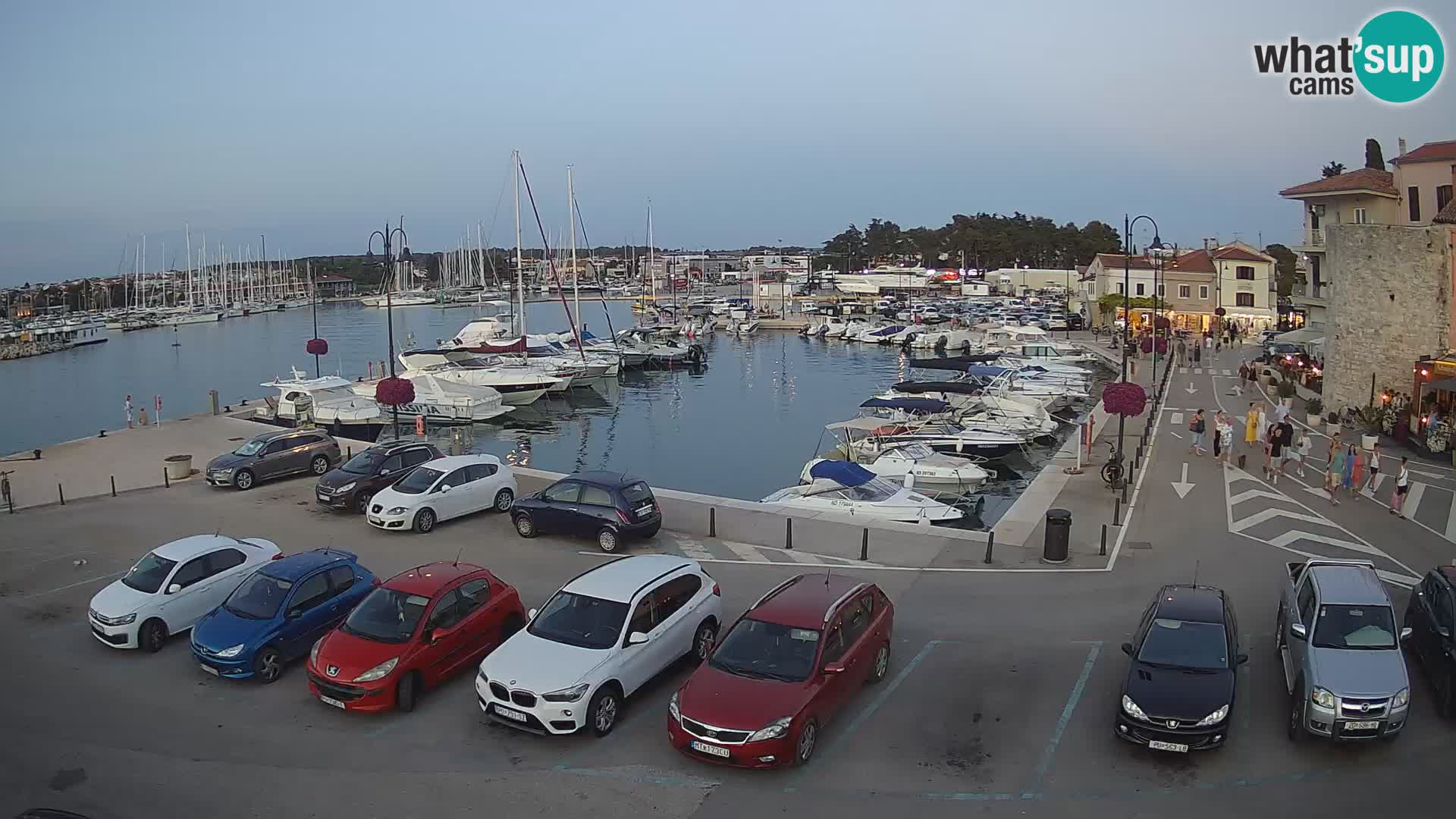 Novigrad | Porporela marina