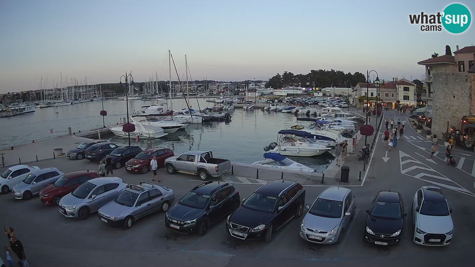 Novigrad | Porporela marina
