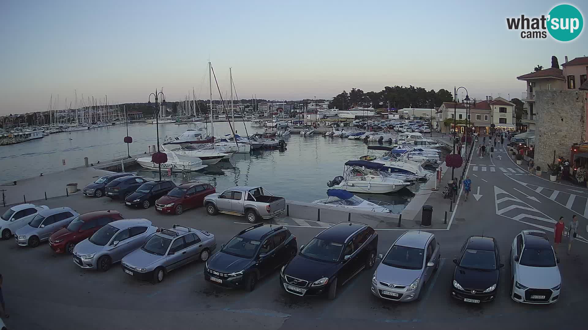 Novigrad | Porporela marina