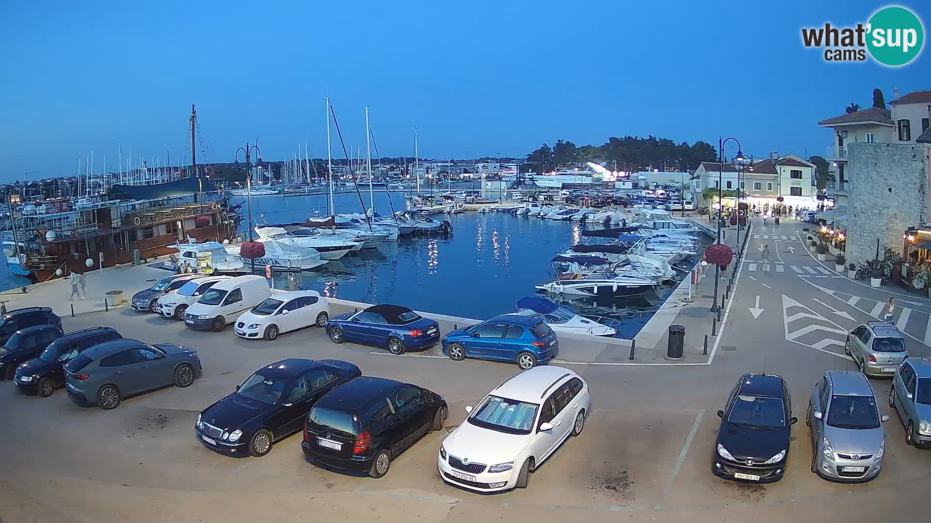 Novigrad | Porporela marina