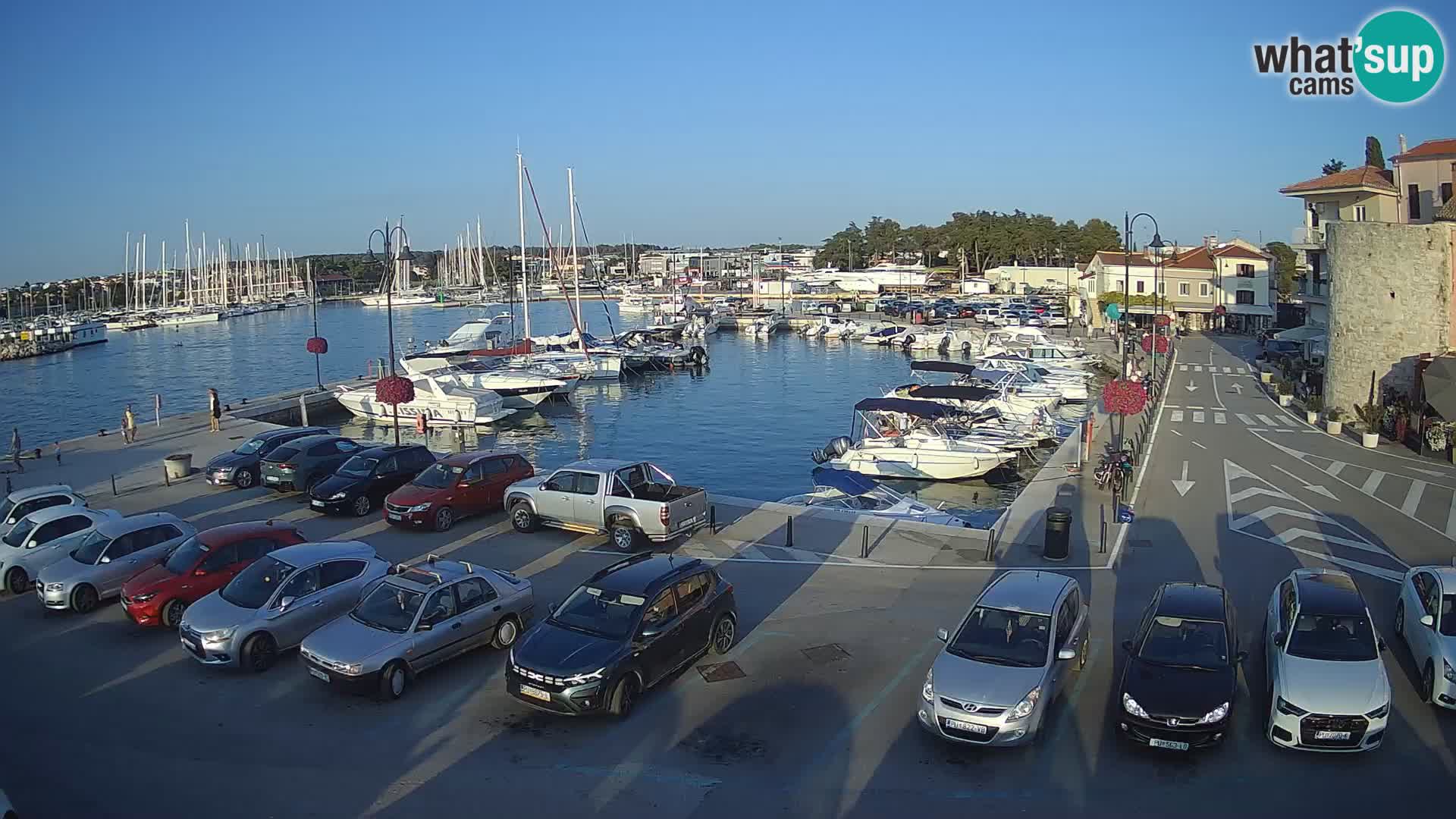 Novigrad | Porporela marina