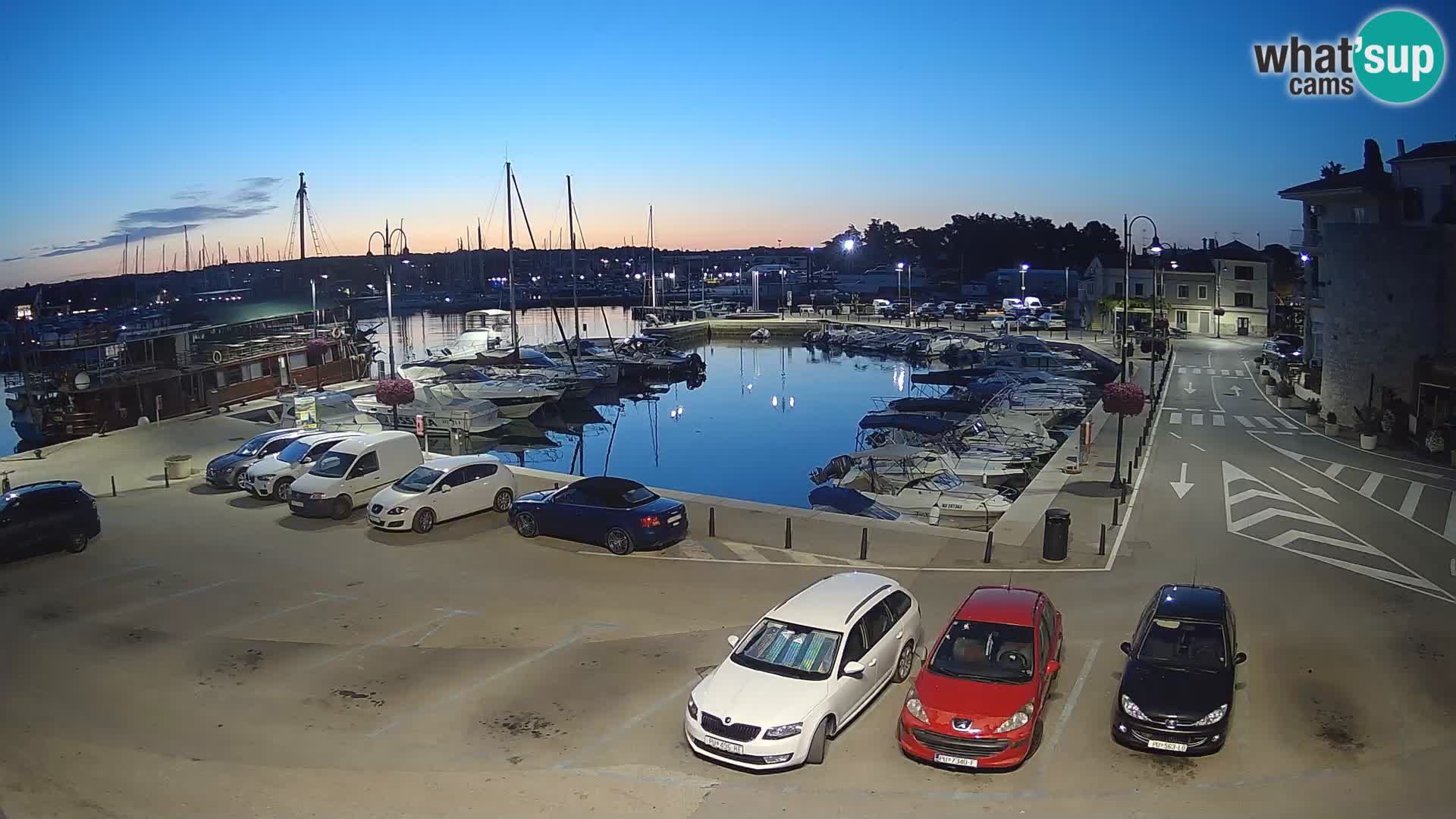 Novigrad | Porporela marina