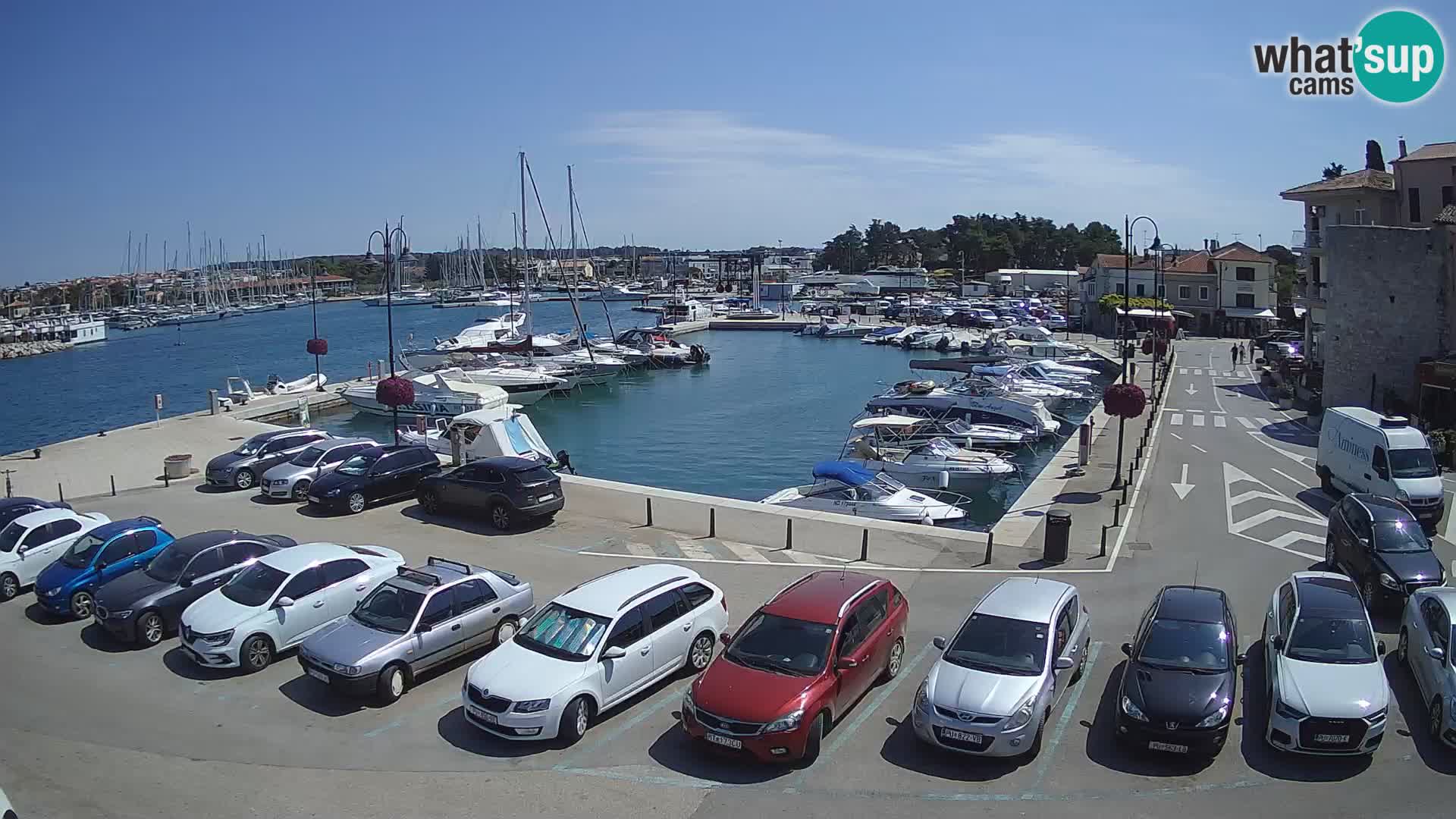 Novigrad | Porporela marina