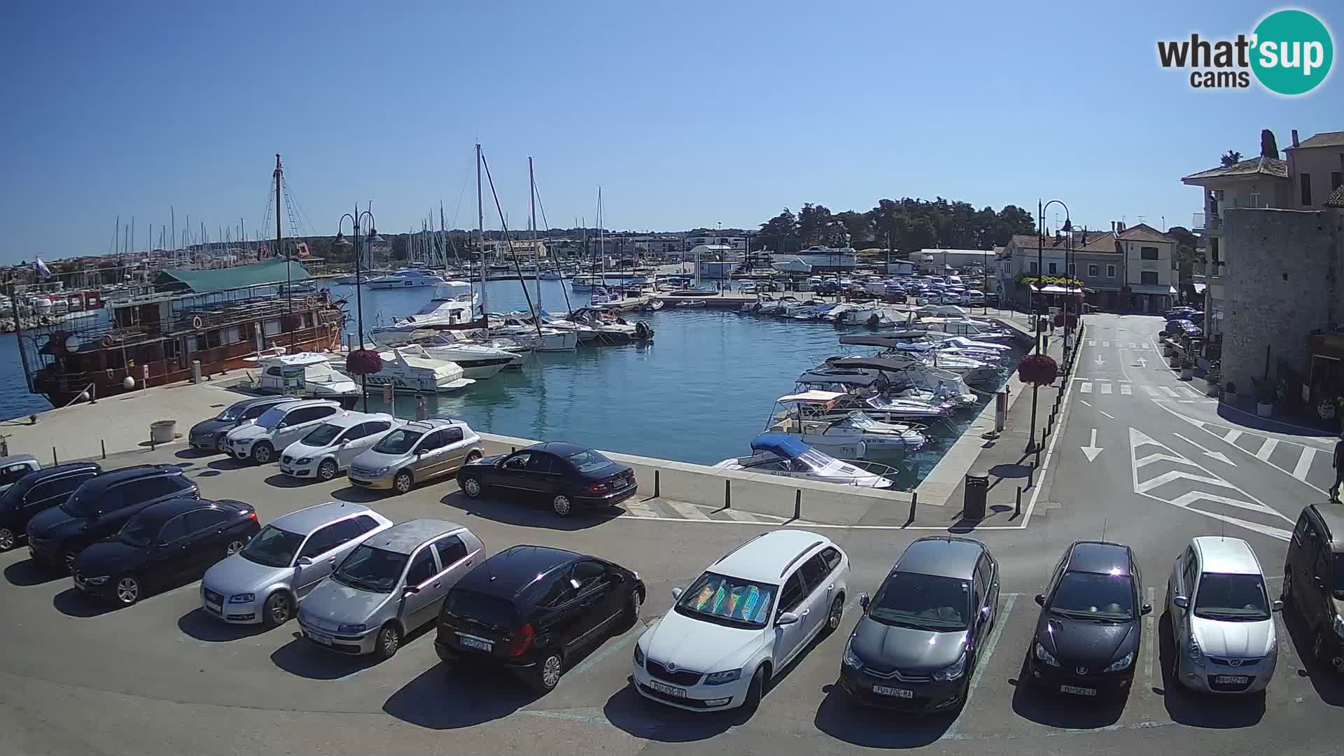 Novigrad | Porporela marina